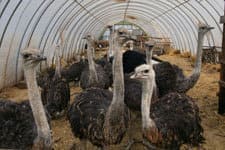 P&scaron;tros&iacute; farma a zahradnictv&iacute; v Doubravici nad Svitavou